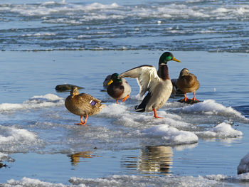 Ducks swimming on lake