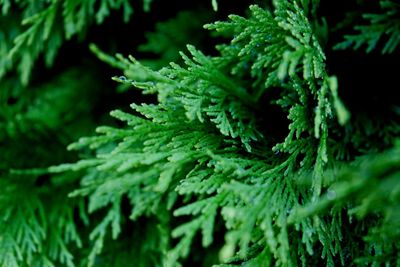Full frame shot of green leaf