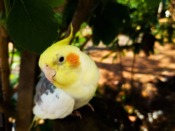 Close-up of a bird