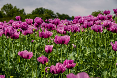 Close-up of pink tulips in field