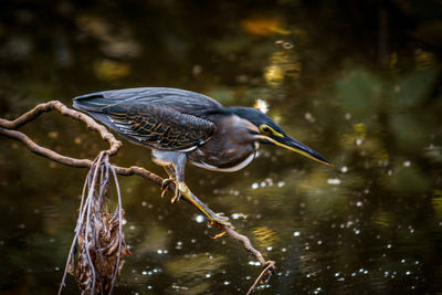 Bird perching on a lake