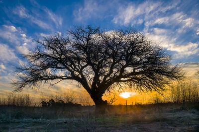 Silhouette bare tree on field against sky during sunset