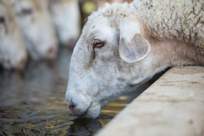 Close-up of sheeps at ranch