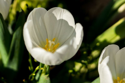 Close-up of white flowers