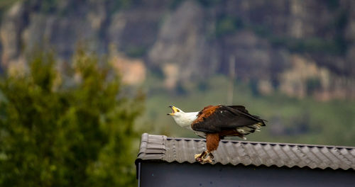 Side view of bird perching on roof