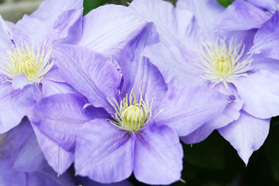 Close-up of purple flowers