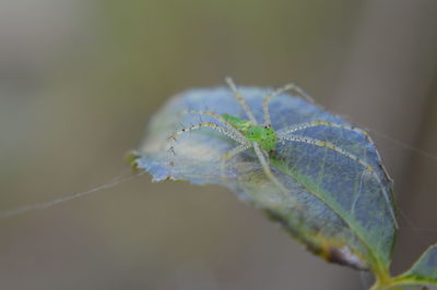 Close-up of insect on plant