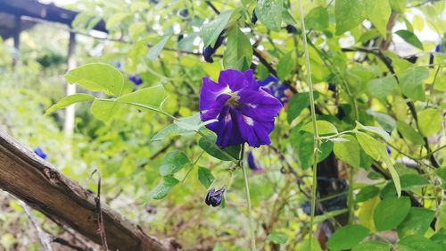 Close-up of purple flowering plant