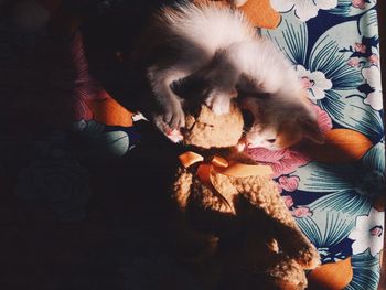 High angle view of a dog at home