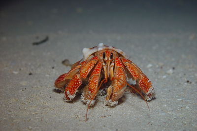 Close-up of crab on beach