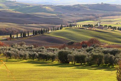 Scenic view of agricultural field