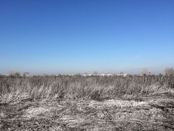 Scenic view of clear blue sky over field