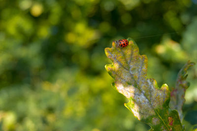 Close-up of insect on plant