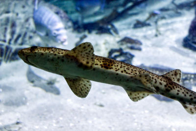 Close-up of fish swimming in sea