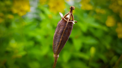 Close-up of plant