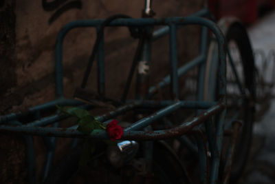 Close-up of plant against blurred background