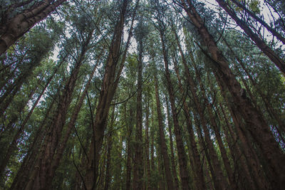 Low angle view of tall trees in forest