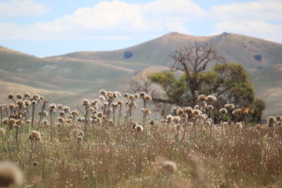 Panoramic view of sheep on field against sky