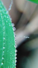 Close-up of cropped plant