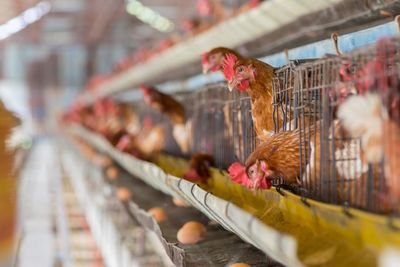 View of birds in cage