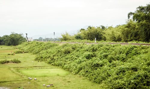 Scenic view of field against sky