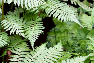 Close-up of fern leaves