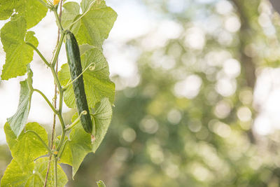 Close-up of leaves on tree