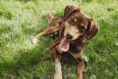 Portrait of dog on field