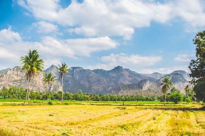Scenic view of field against sky