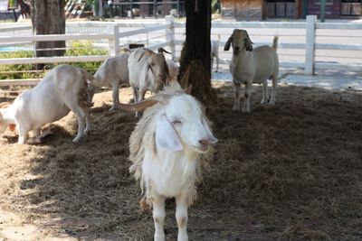 The white goat is standing in the house with friends.