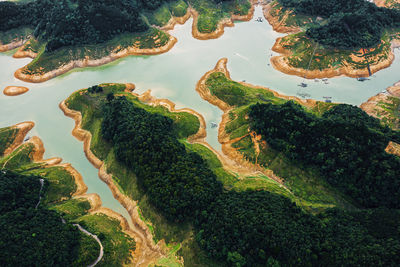 High angle view of trees and plants