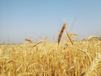 Scenic view of field against clear sky