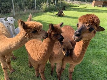 Herd of sheep on field