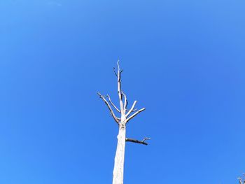 Low angle view of bare tree against clear blue sky