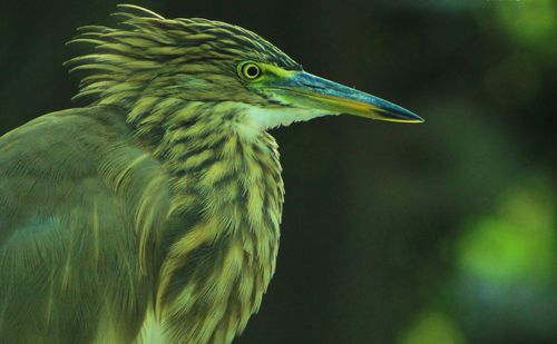 Close-up of bird perching outdoors