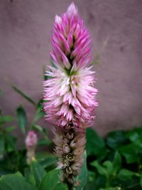 Close-up of pink flower