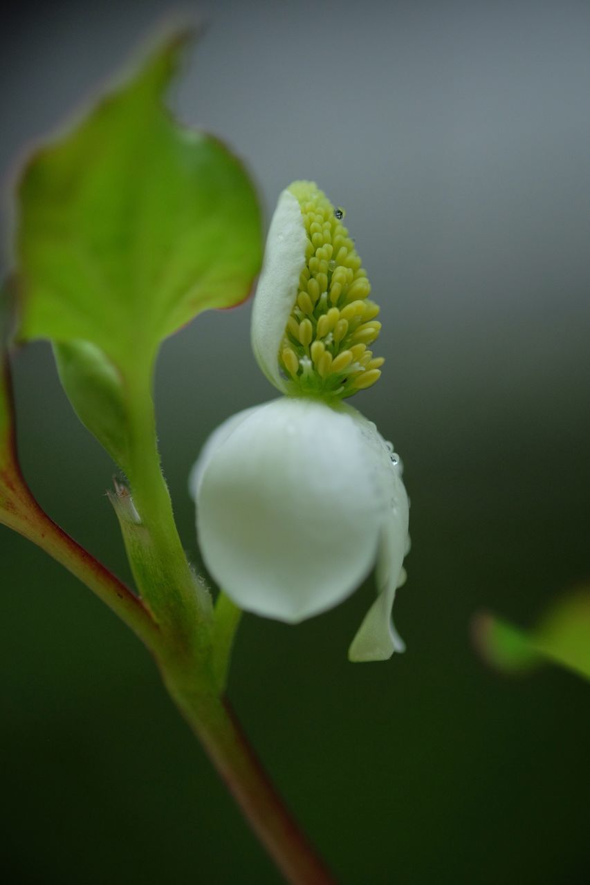 flower, freshness, growth, close-up, fragility, bud, petal, beauty in nature, flower head, plant, nature, white color, new life, leaf, focus on foreground, stem, beginnings, green color, selective focus, blooming