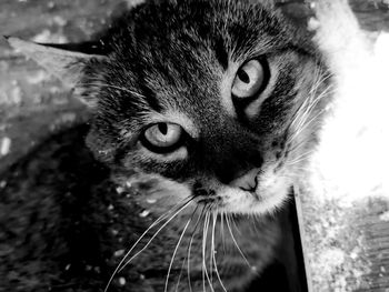 Close-up portrait of a cat