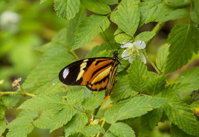 Butterfly pollinating flower