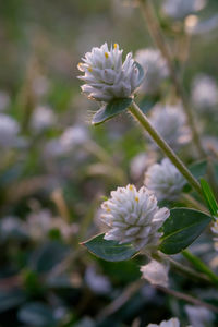 Close-up of white flowering plant