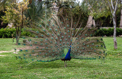 peacock