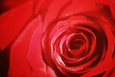 Close-up of red rose