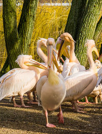 View of birds on field