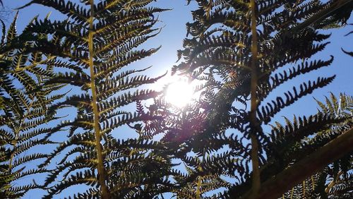 Low angle view of tree against sky on sunny day