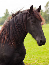 Close-up of horse in field