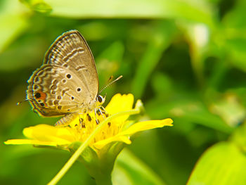 Close-up of butterfly pollinating on yellow flower