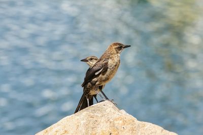 Close-up of bird perching on rock