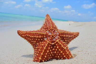 Close-up of seashell on beach