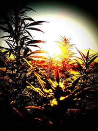 Close-up of silhouette plants against sky during sunset