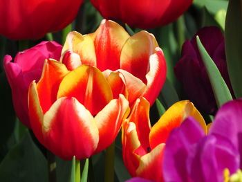 Close-up of red tulips